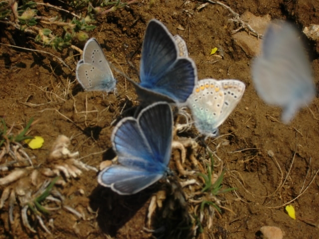mariposas de primavera en Valdelinares