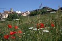 Amapolas en los prados de Valdelinares Teruel